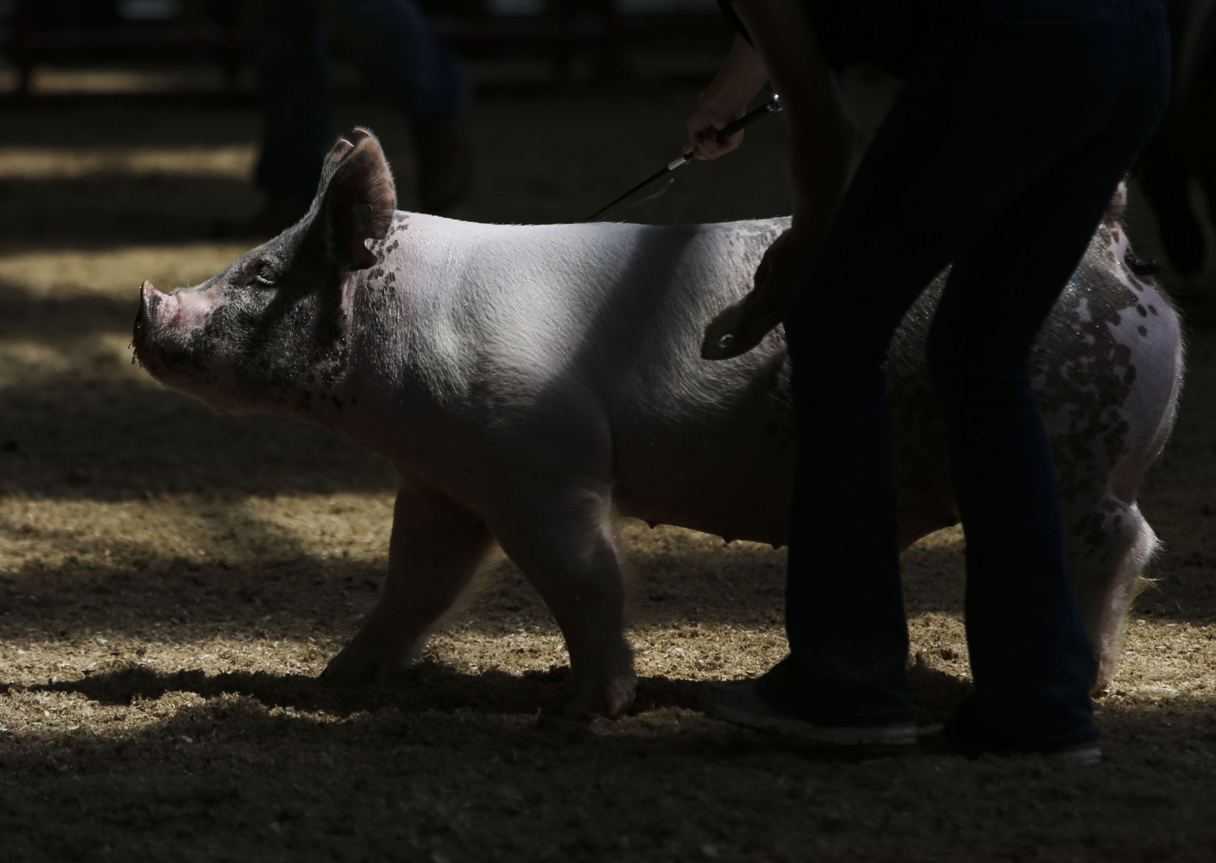 080921-qc-nws-fair-20.JPG